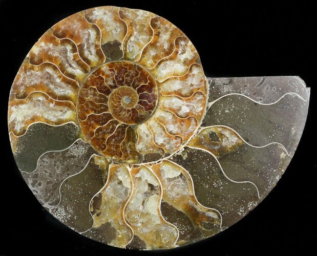 Agatized Ammonite Fossil (Half) #45517